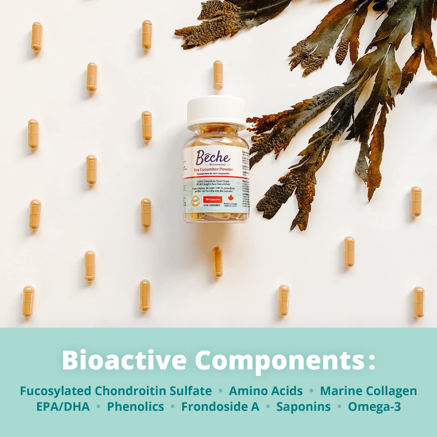 Bêche Sea Cucumber Powder Capsule 30 Capsules