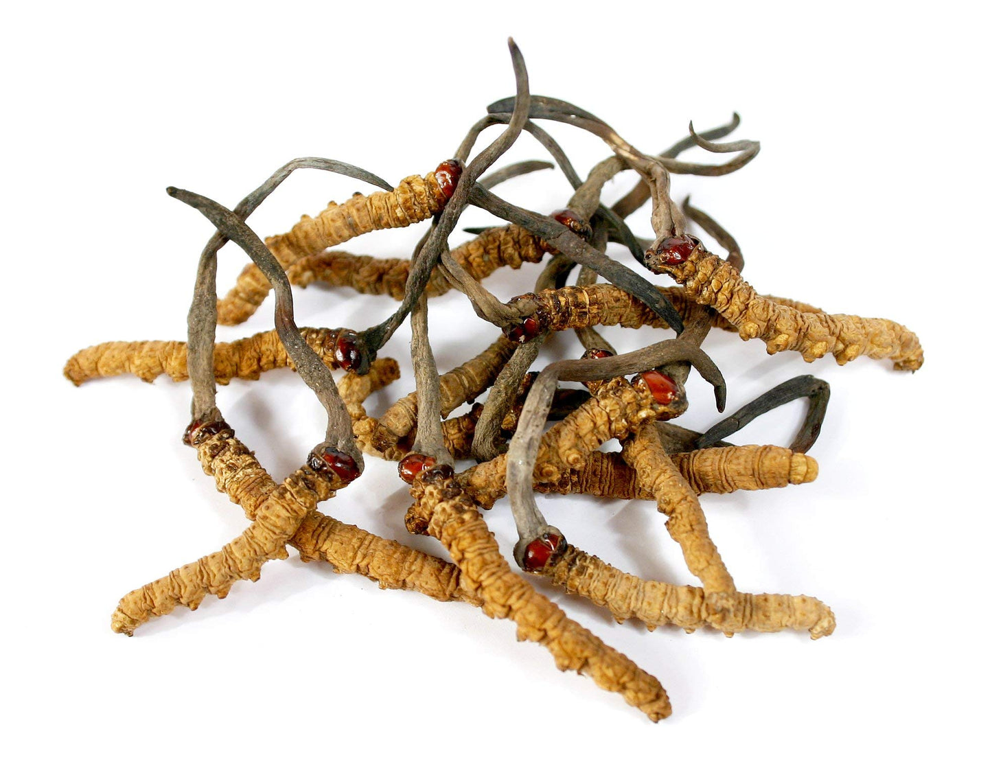 Dragon Herbs Cordyceps Capsules, 100 Capsules
