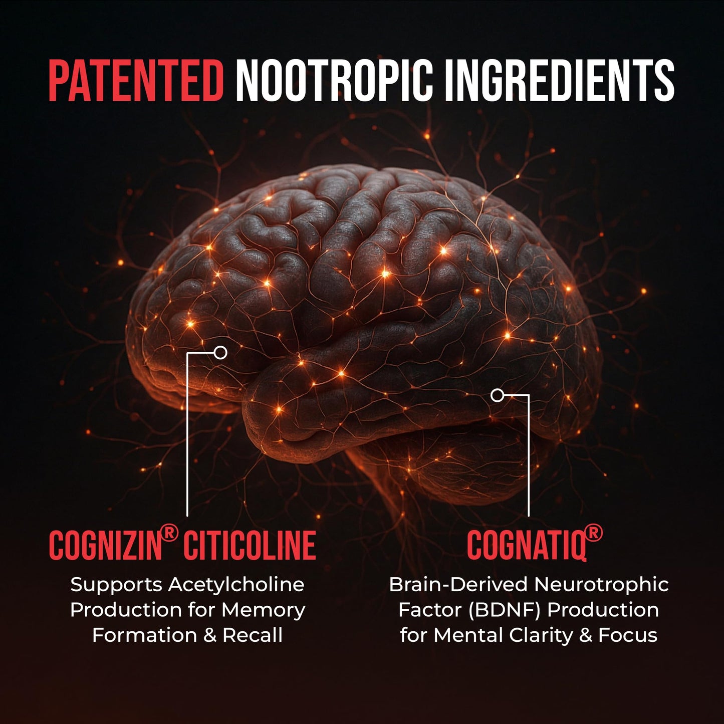 HUMBLEROOTS PERFORMANCE All-Natural Brain Supplement for Memory and Focus - Caffeine-Free Long-Term Cognitive Support - 10 Nootropic Ingredients Including Lion’s Mane, Bacopa, Turmeric, Ginkgo & Huperzine A, Capsules, 90 Count