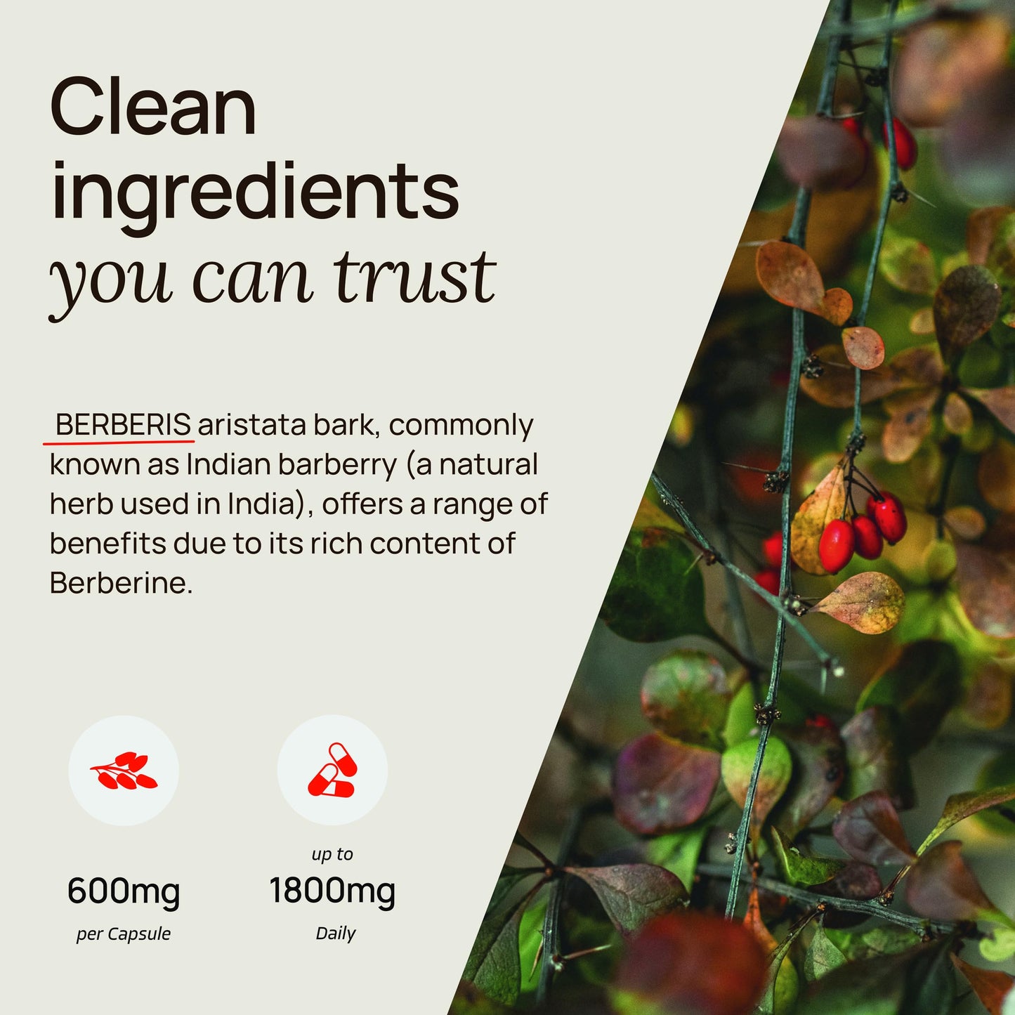 Ultra6 Nutrition Berberine Supplement 90 Capsules