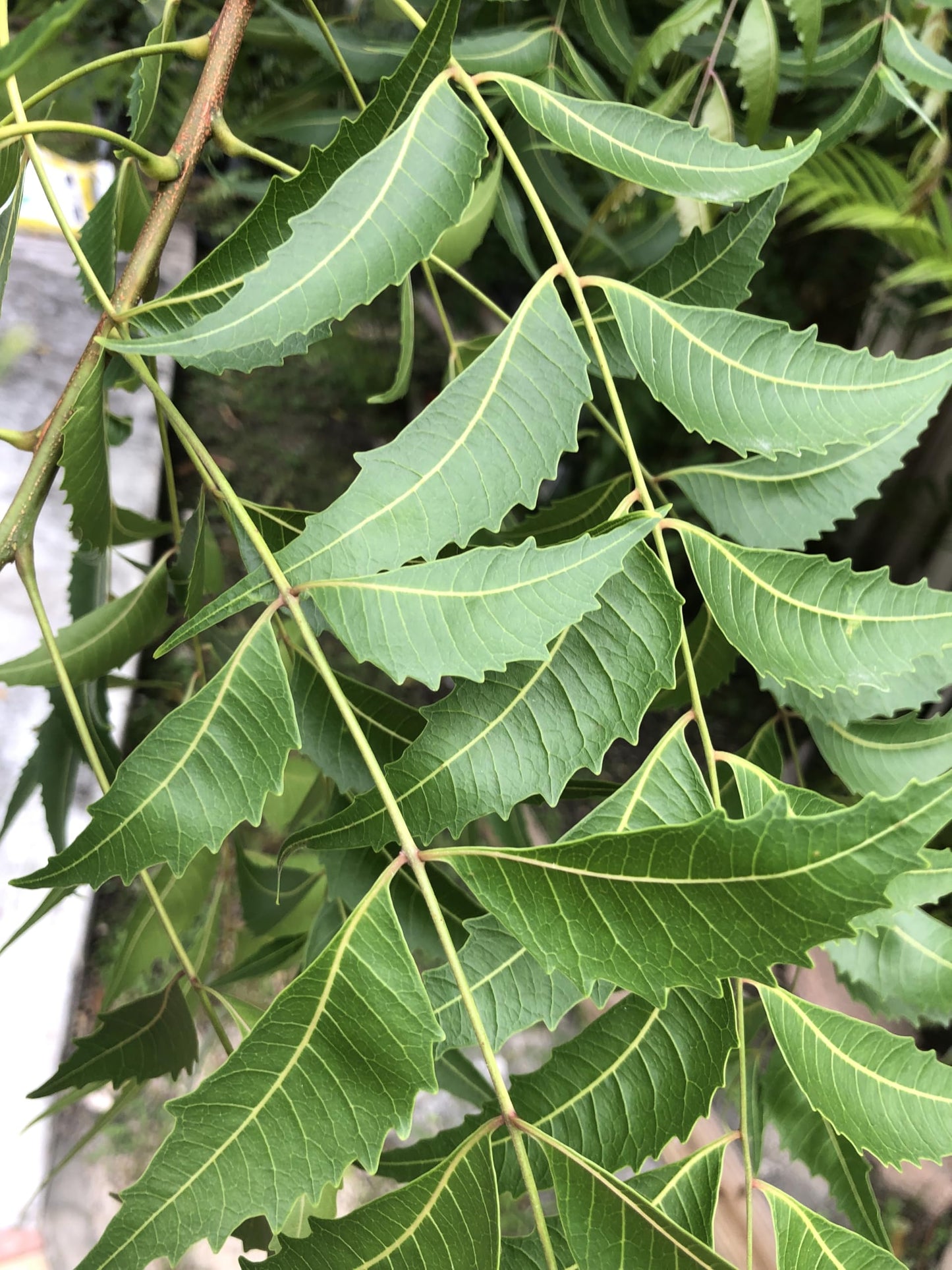 A 1 books Neem Leaves Powder 50