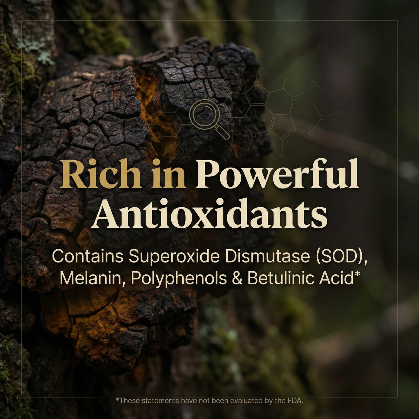 Addictive Wellness Chaga Mushroom Extract Powder 1.76 oz
