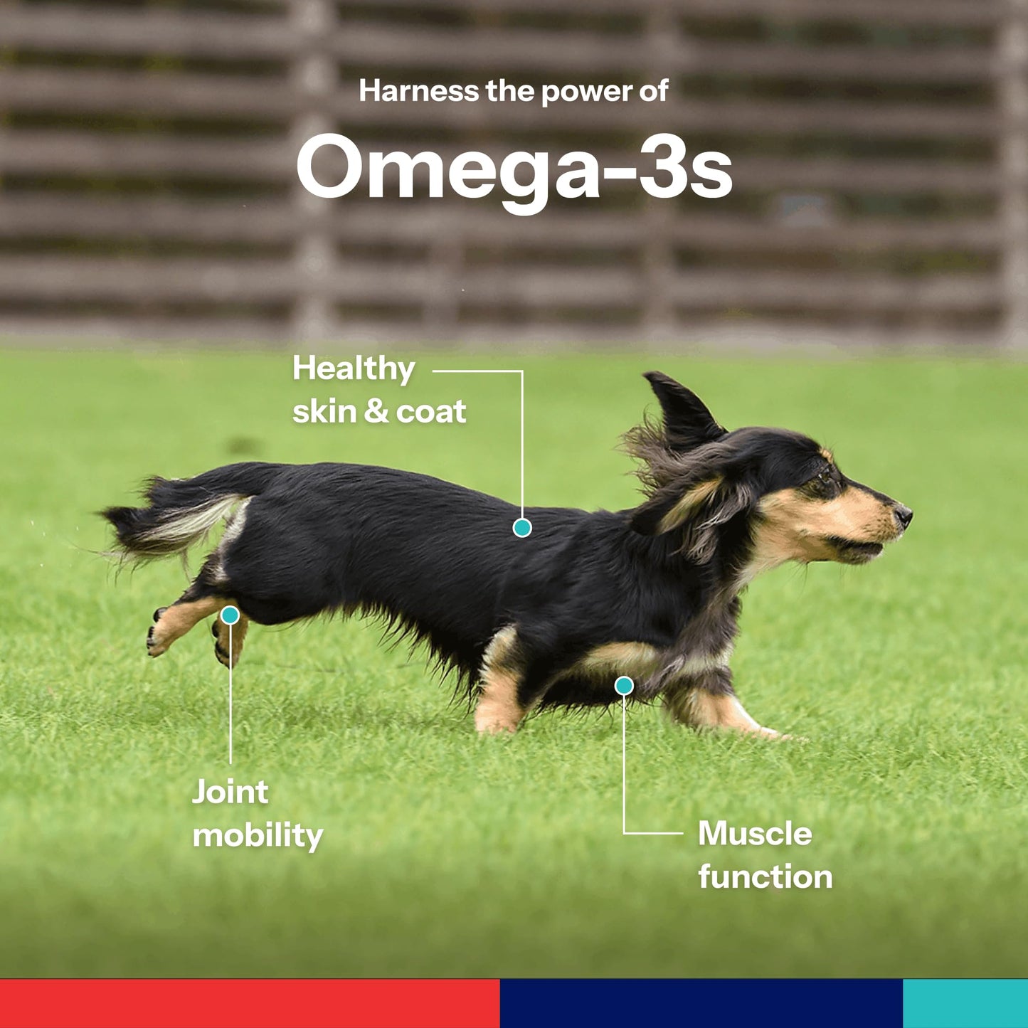 Covetrus Omega-3 Soft Gels for Cats & Small Dogs – Essential Fatty Acids with Vitamins A, E & D3 – Skin, Coat & Joint Supplement – 60 Count