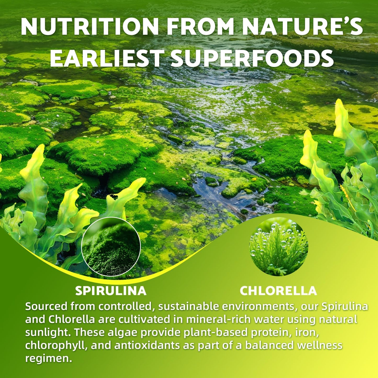 Youlikee Spirulina Chlorella Gummies 60 Count