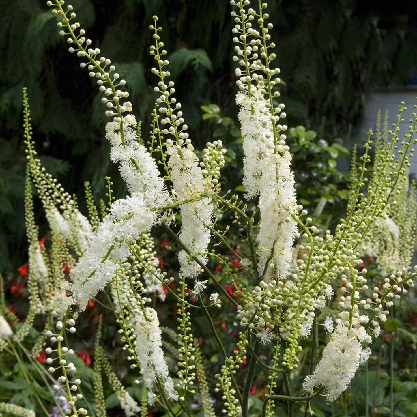 Earthborn Elements Black Cohosh Capsule 200 Count