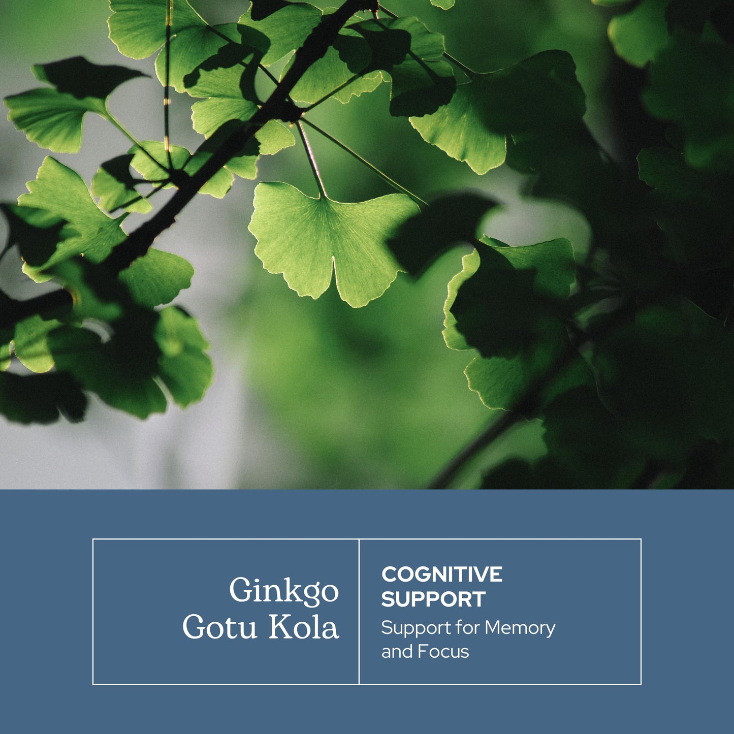 Eclectic Institute Ginkgo Gotu Kola Capsules 90 Count