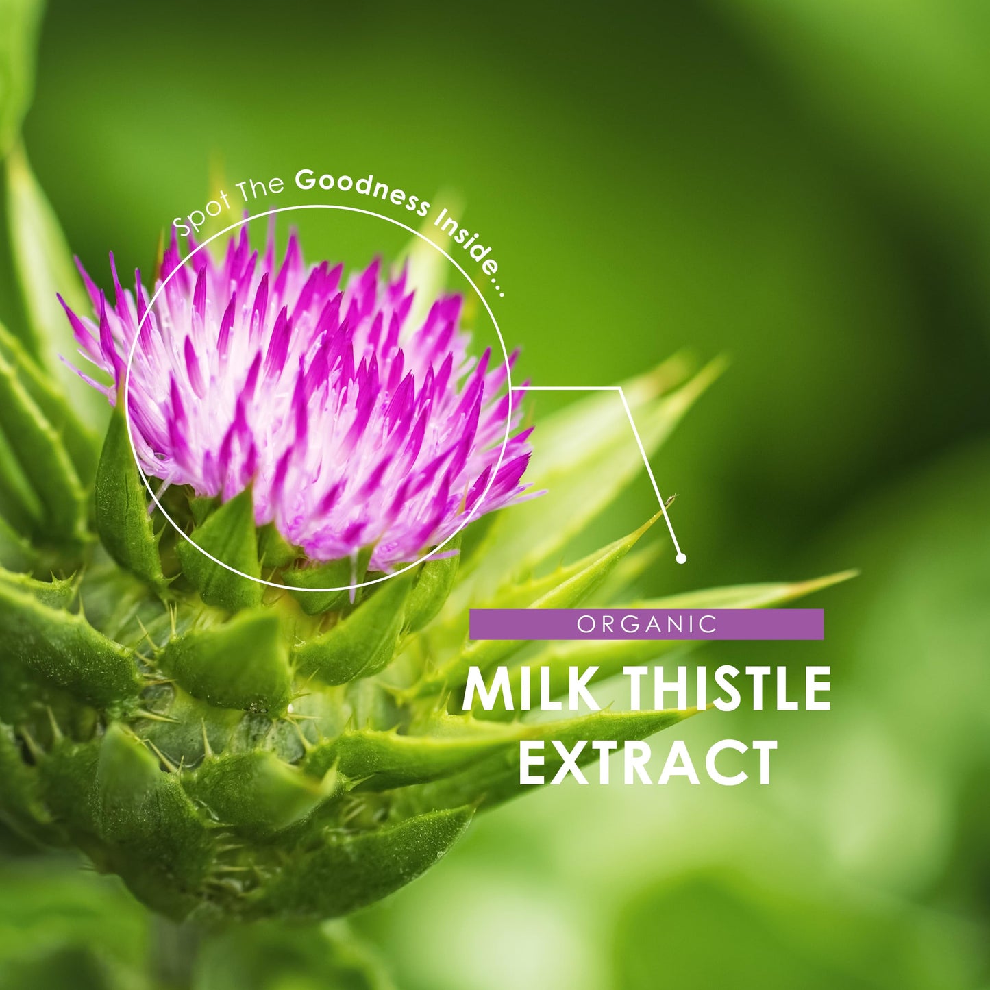 ALPHA01 Organic Milk Thistle Extract Capsules 60 Count