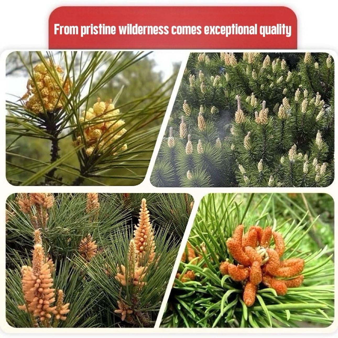 MAHUXIANG Pine Pollen Powder, 17.6 oz