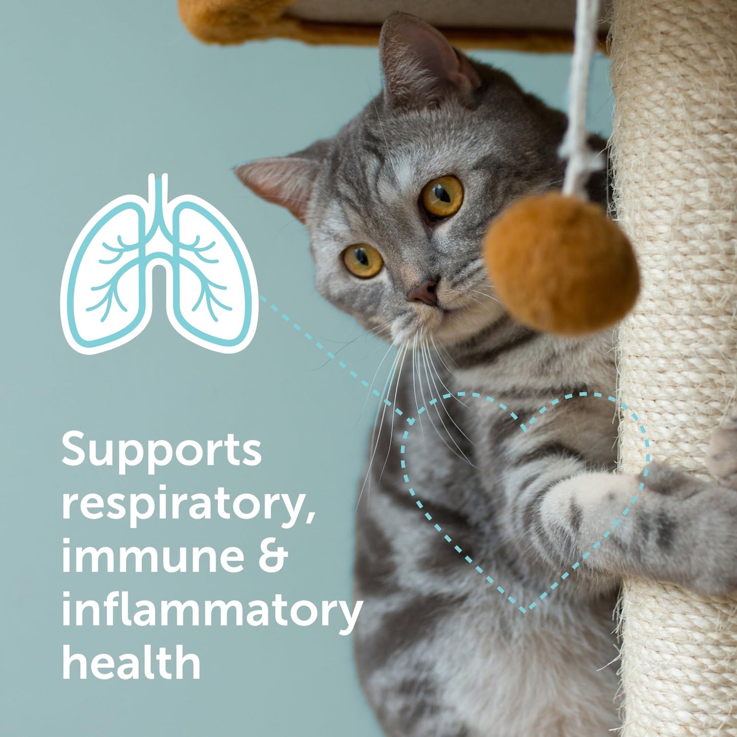 Veterinarian Recommended Solutions Immuno-5 Immune & Respiratory Support for Cats Powder 1