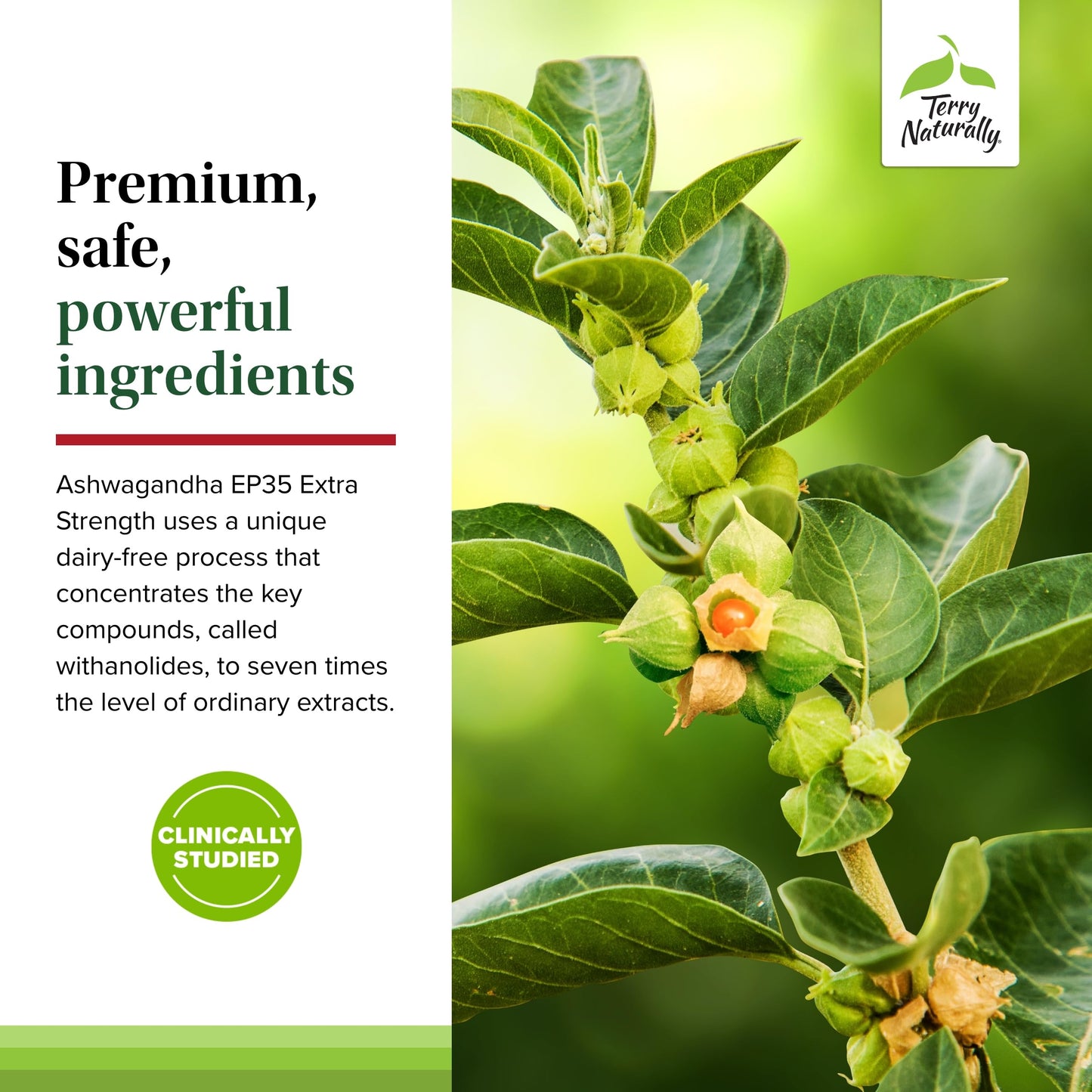 Terry Naturally Ashwagandha EP35 Extra Strength 60 Capsules