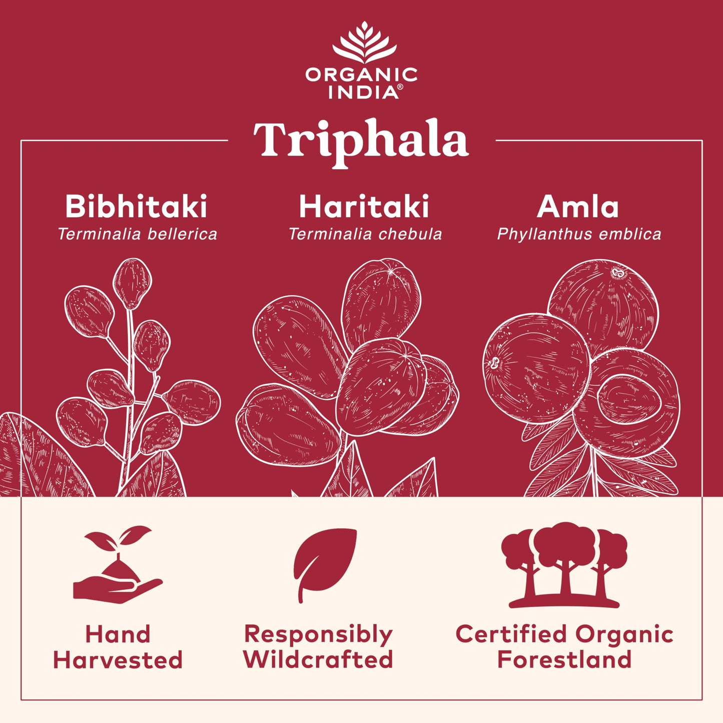 ORGANIC INDIA Triphala Capsules Organic - Herbal Supplement with Amla, Bibhitaki, Haritaki, Digestion & Colon Support, Immune System Support, Adaptogen, Vegan, USDA Certified Organic, 180 Capsules
