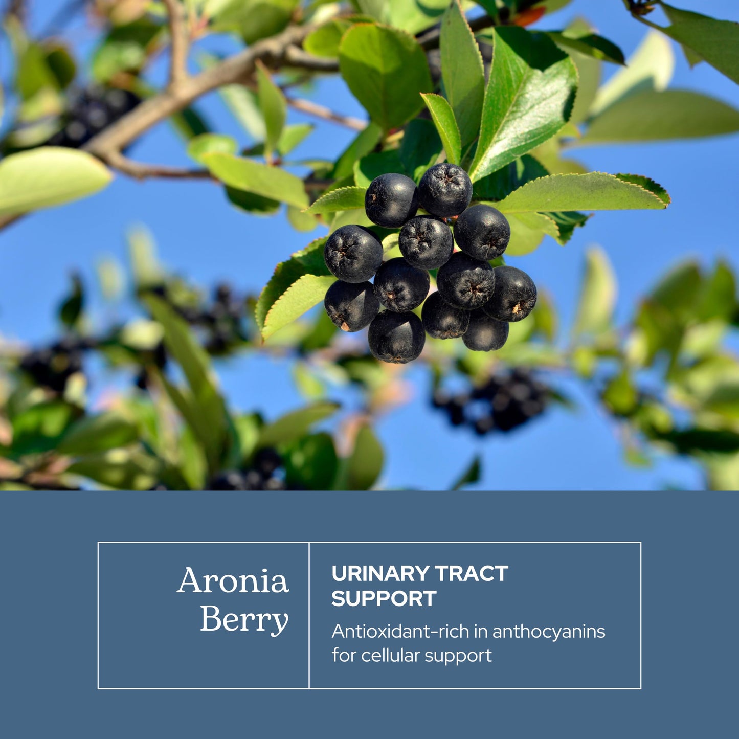 Eclectic Institute Raw Freeze-Dried Organic Aronia Berry Capsules, 90 Count