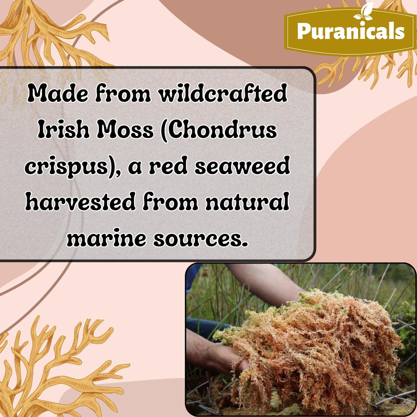 Puranicals Irish Sea Moss Premium Capsules 320 Count