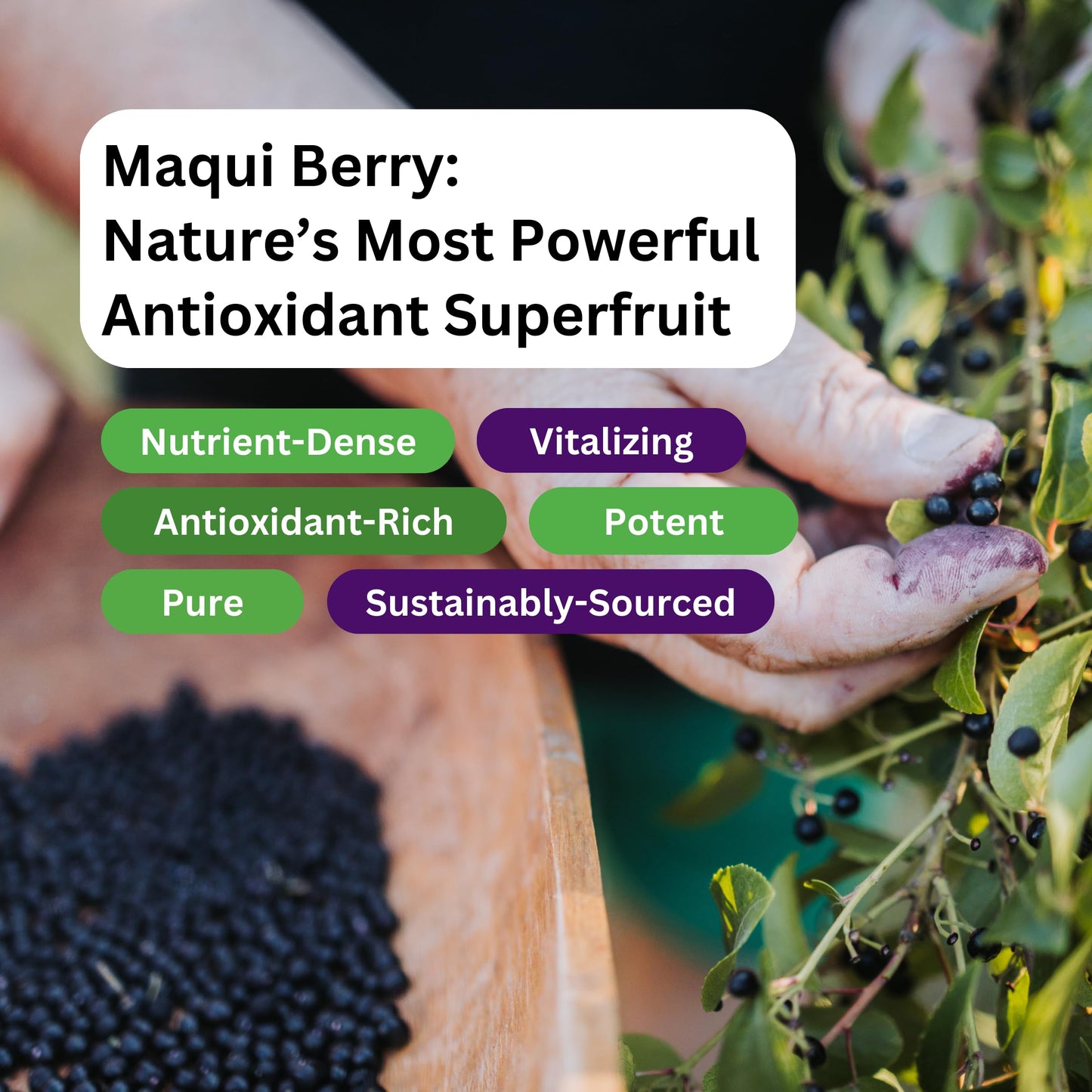 Paradise Herbs Organic Maqui Berry Extract Capsule, 400 mg, 60 Capsules