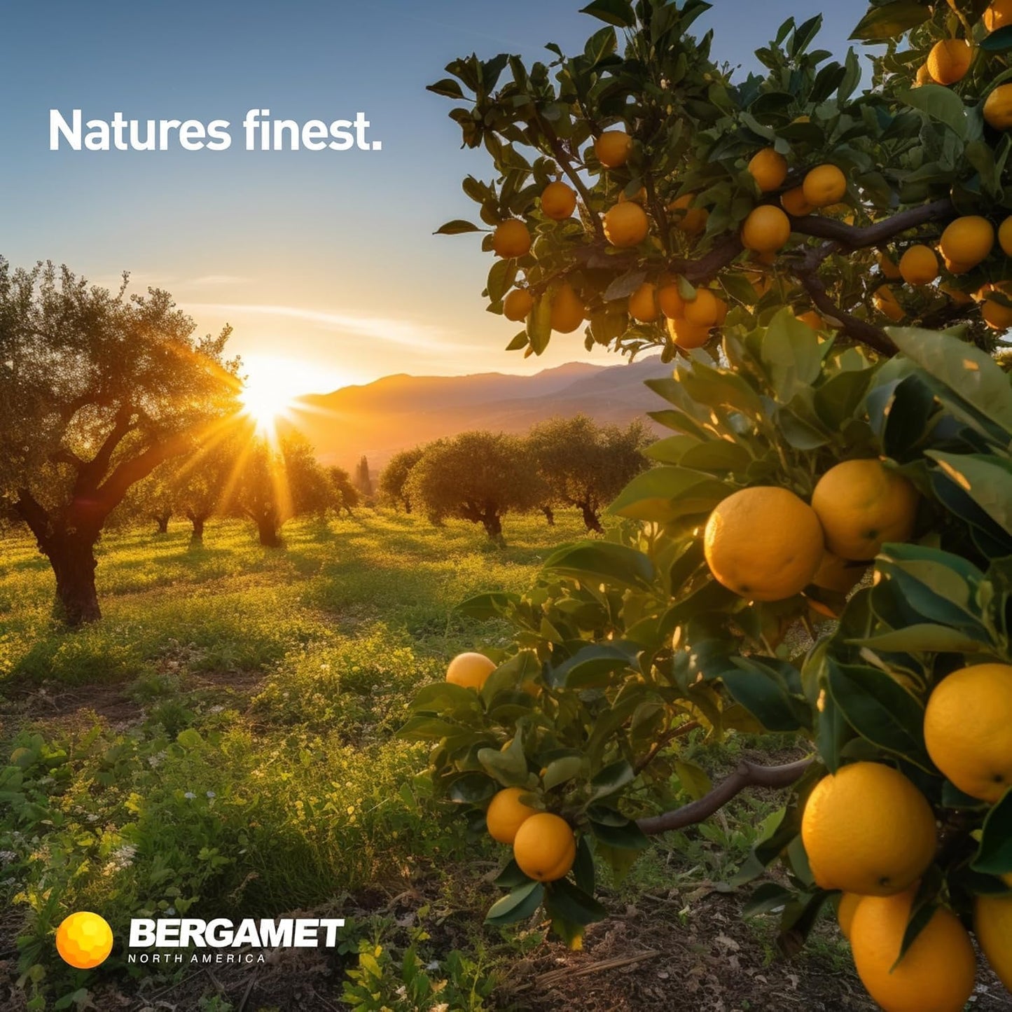 BergaMet Citrus Bergamot Supplement 170:1 Extract Capsule 180
