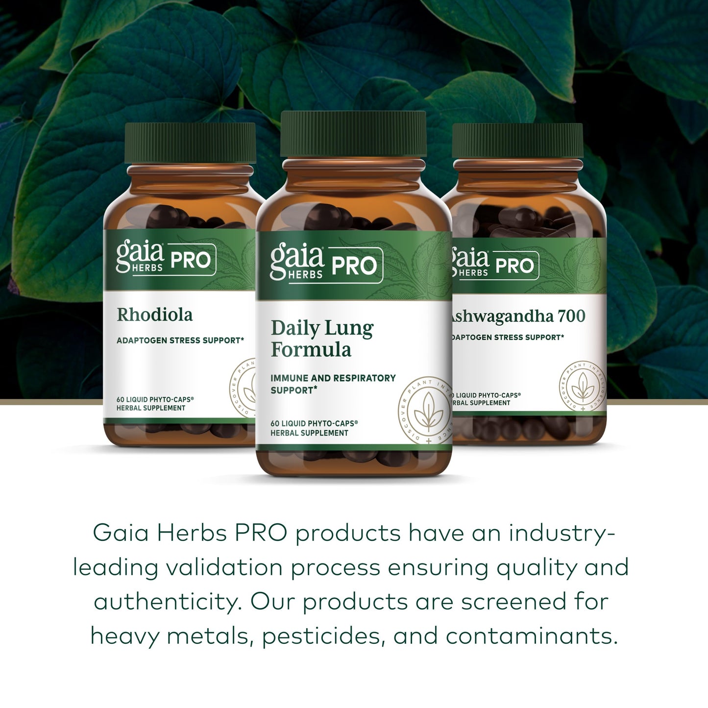 Gaia Herbs PRO Daily Lung Formula Capsule, 60 Count