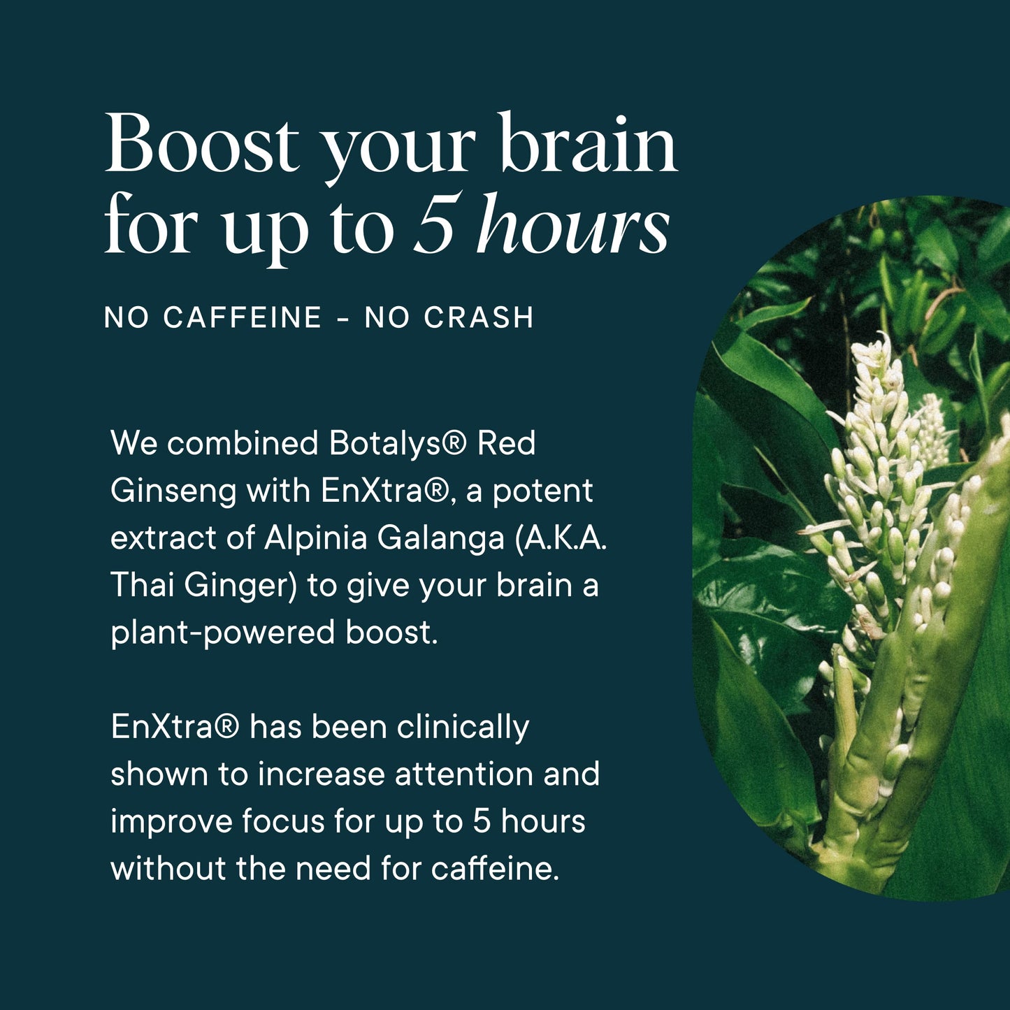 Ora Organic Brain Health Supplement for Focus, Mental Energy + Memory - Panax Red Ginseng, Bacopa Monnieri, Alpha GPC & EnXtra, 60 Capsules