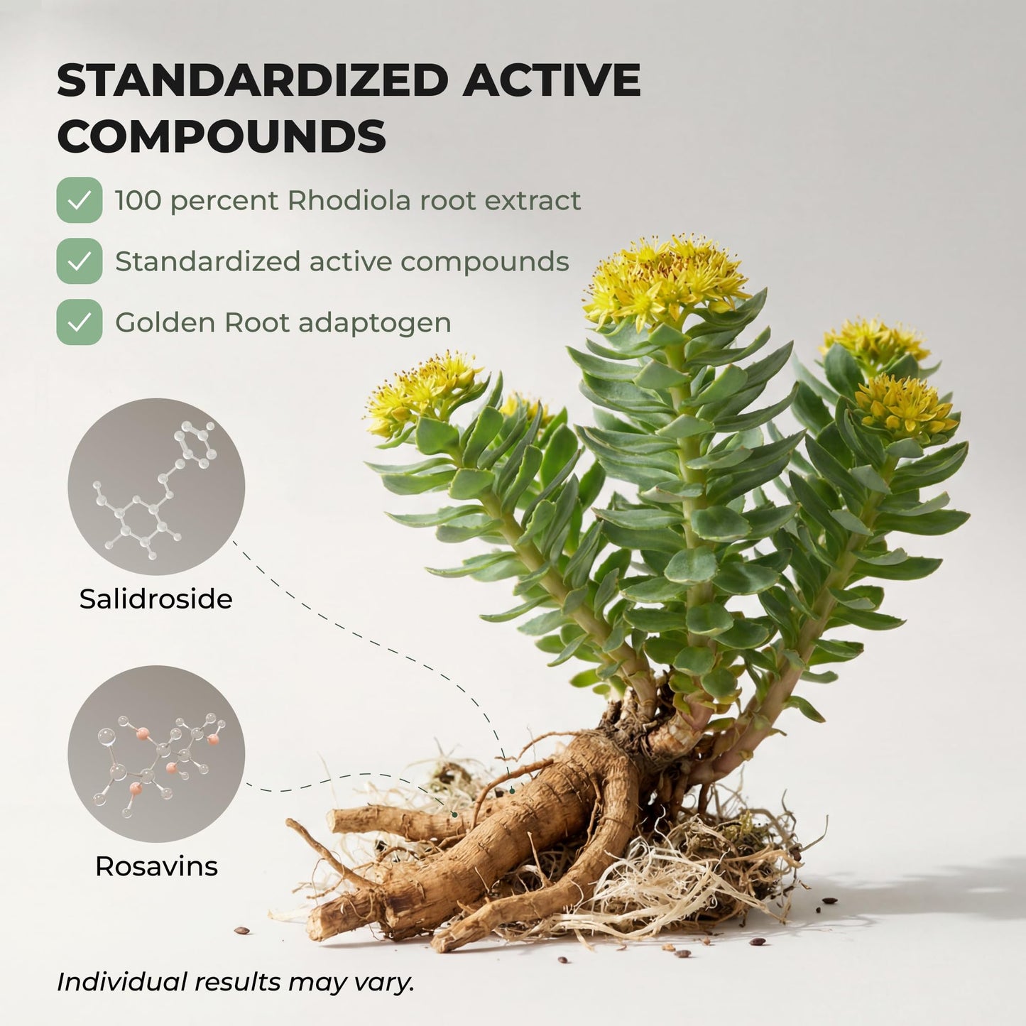Salvora Rhodiola Rosea Capsule, 60 Count