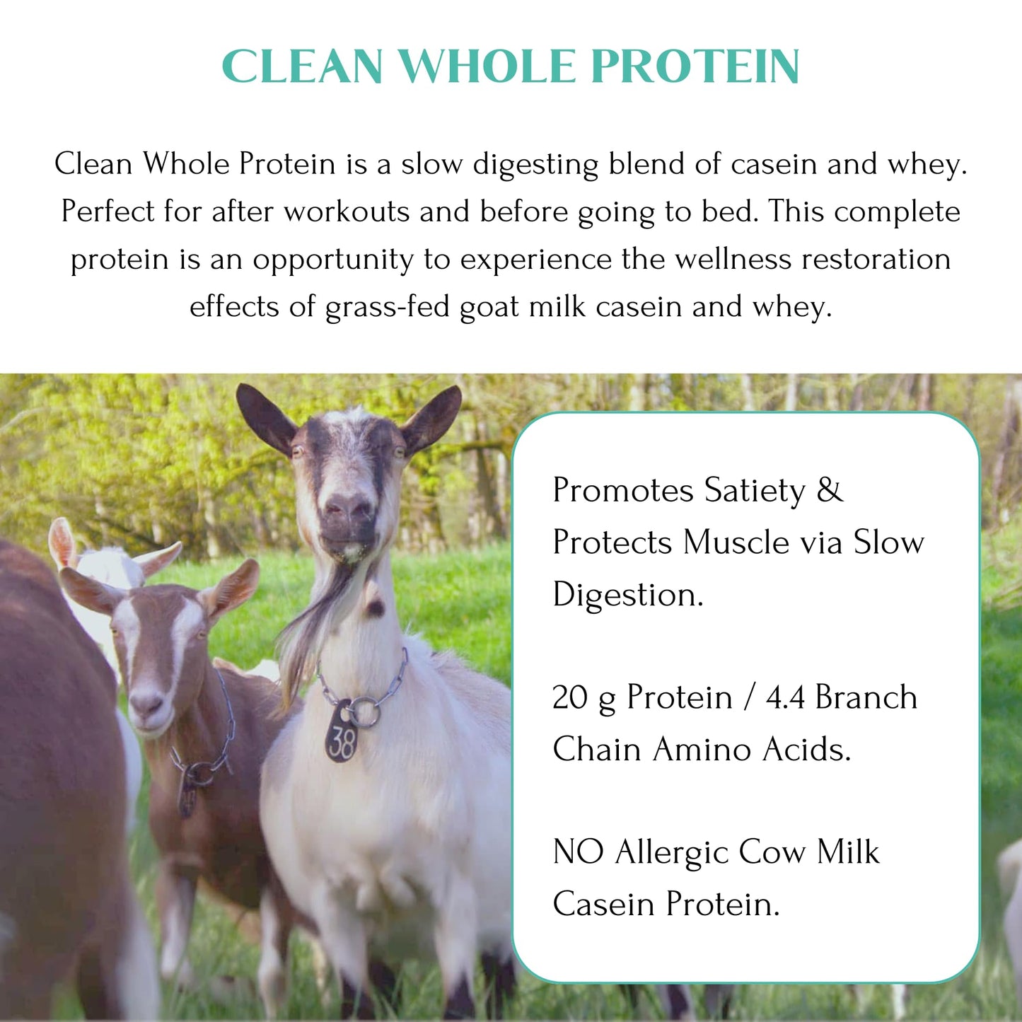 Mt. Capra Clean Whole Protein Powder, Grass-Fed Goat Protein with Whey and Casein, 14.11 oz