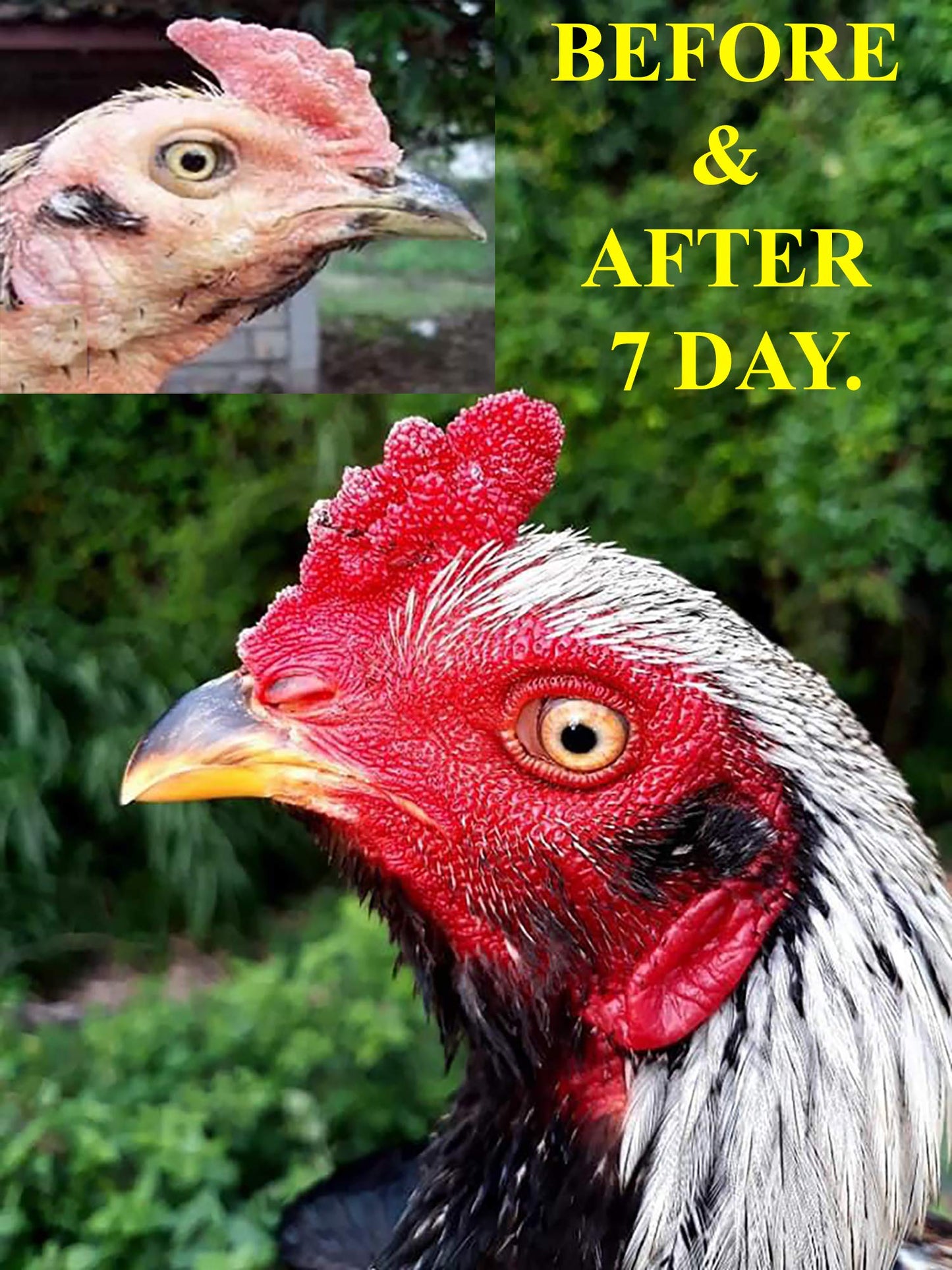 HULX Faster X3 New Formula Vitamins Health Chicken Supplement Capsules, 1 Capsule