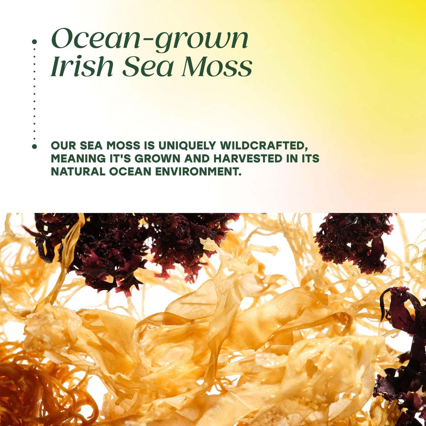 MegaFood Sea Moss Complex, Irish Sea Moss with Black Seed, 120 Capsules