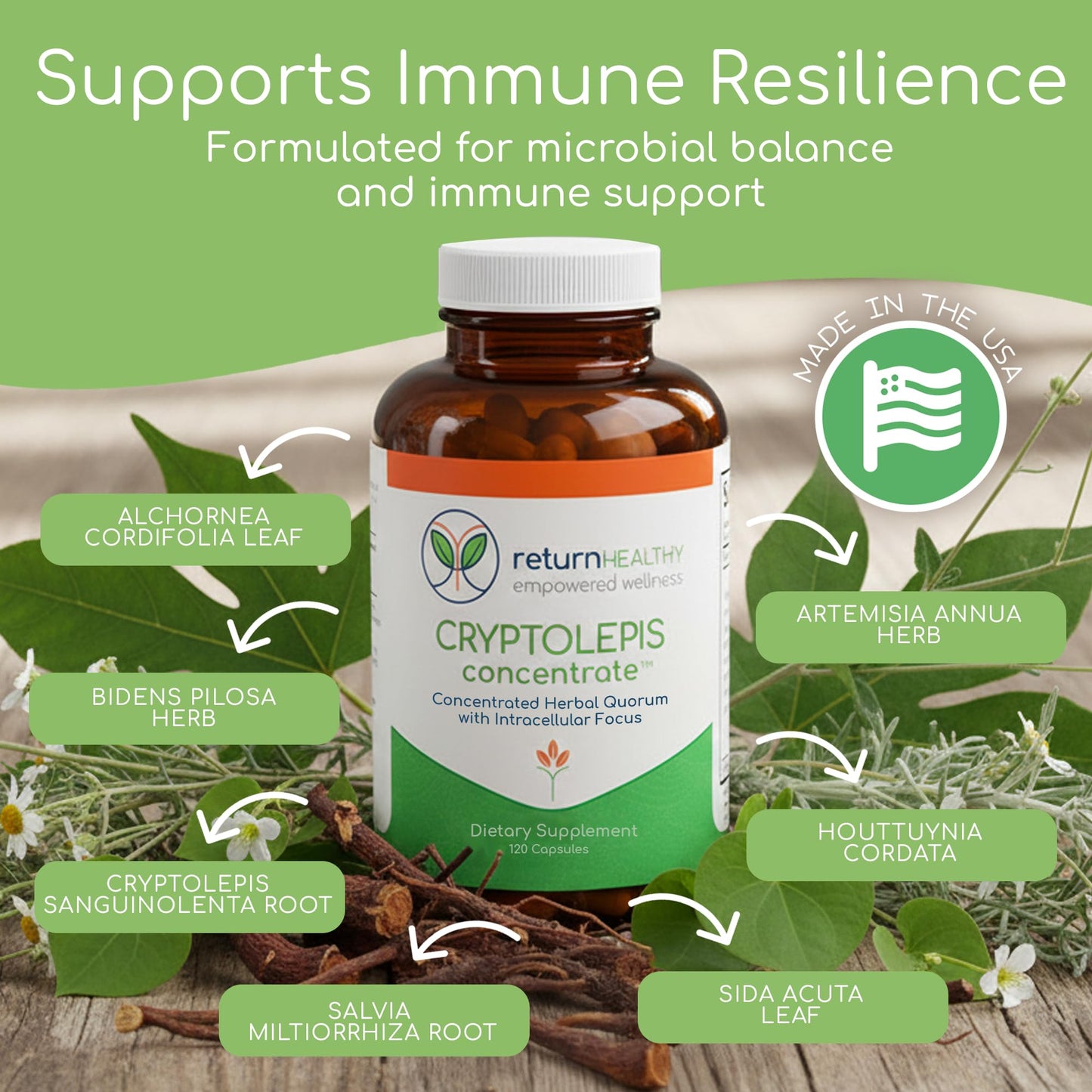 Return Healthy Cryptolepis Concentrate 120 Capsules