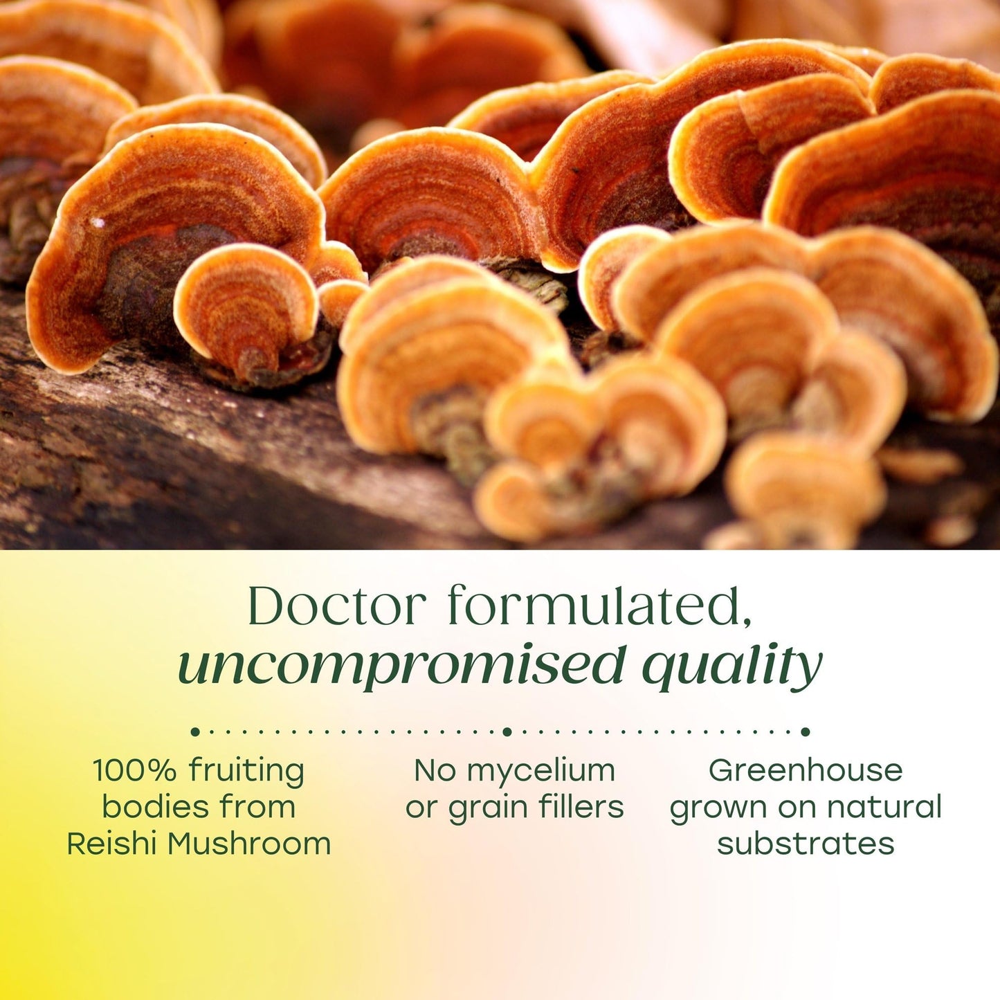 MegaFood Superfood Mushroom Stress Relief Reishi Mushroom Supplement Clinically Studied to Reduce Stress Doctor Formulated with Ashwagandha KSM 66 Vegan Gluten-Free Capsule 60 Capsules