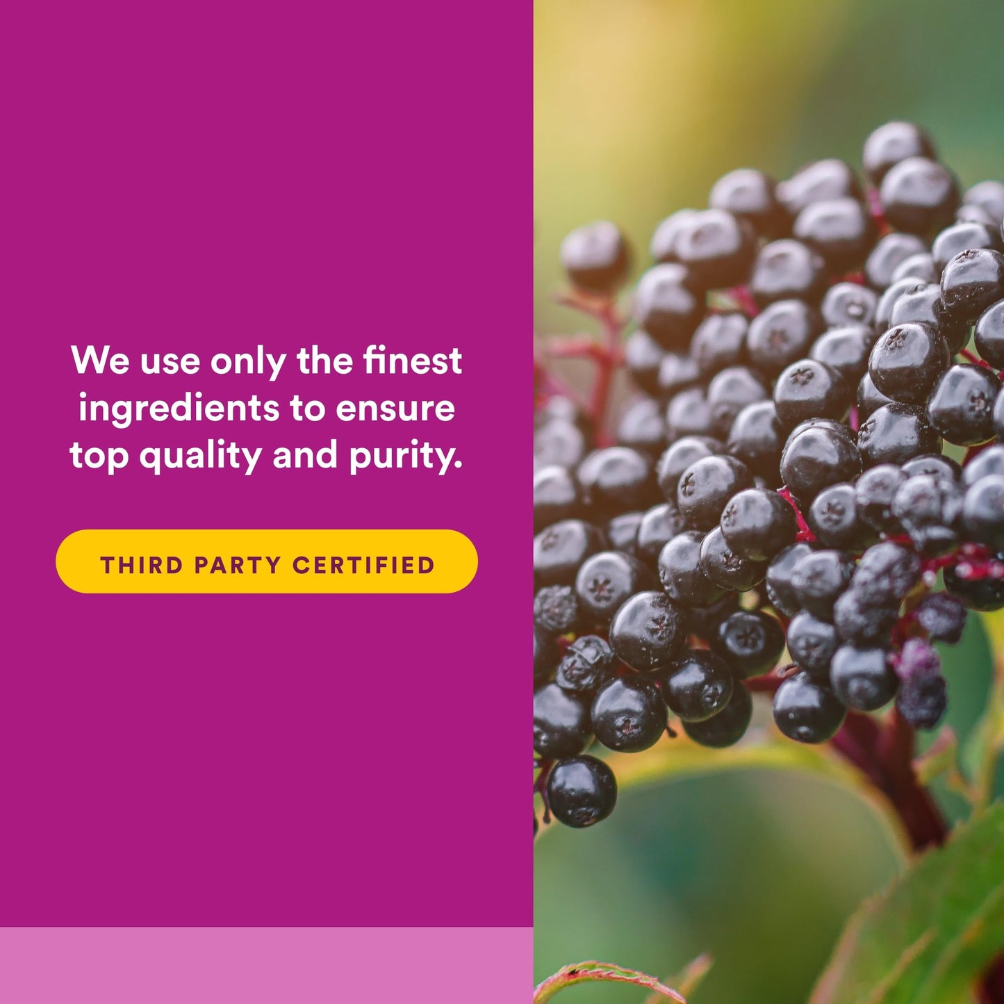 Natural Factors Sambucus Black Elderberry Standardized Extract Softgels 120