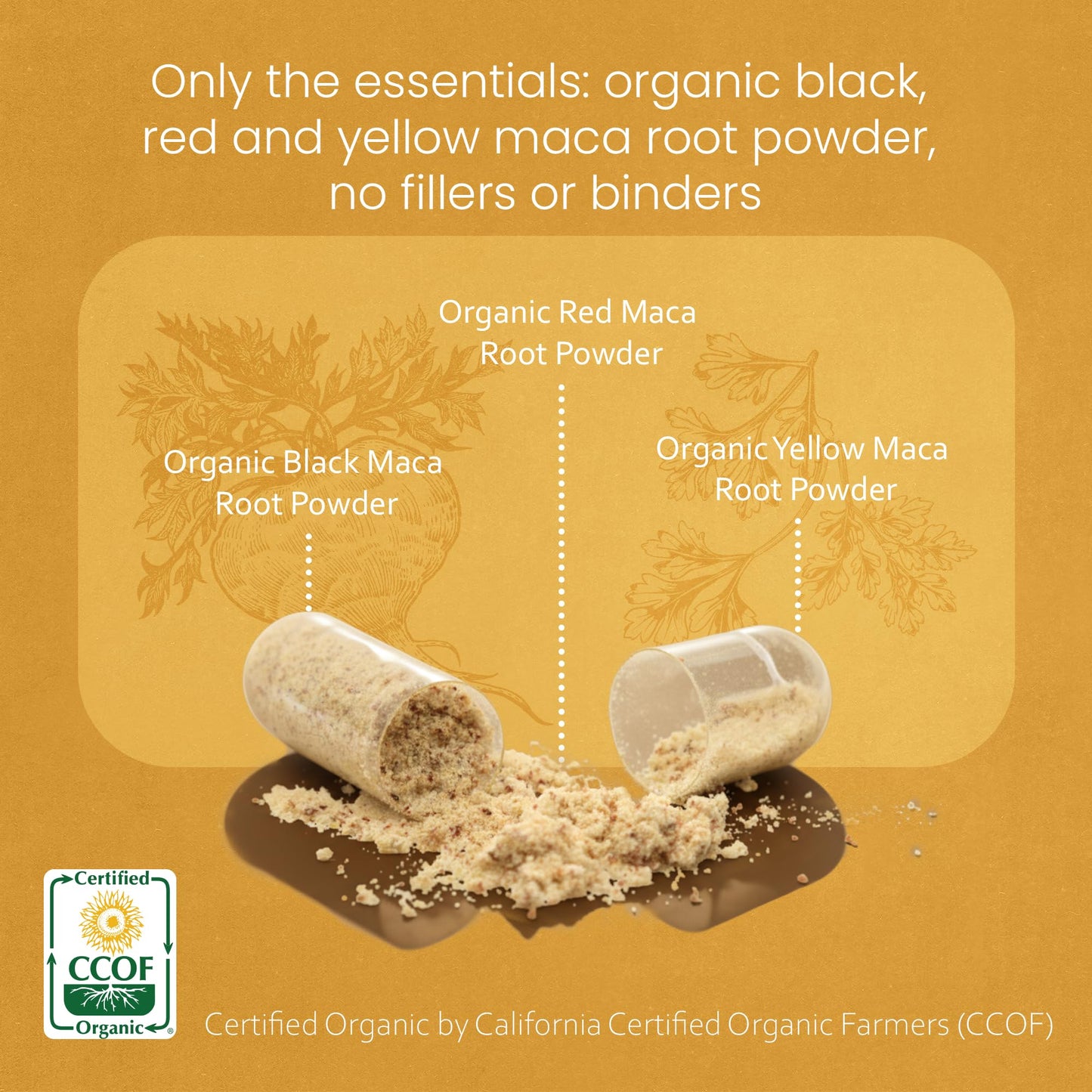 NaturaLife Labs Organic Maca Root – Black, Red & Yellow – 1900 mg per Serving – Gelatinized Peruvian Maca – Non-GMO, Gluten-Free, Vegan, 150 Capsules