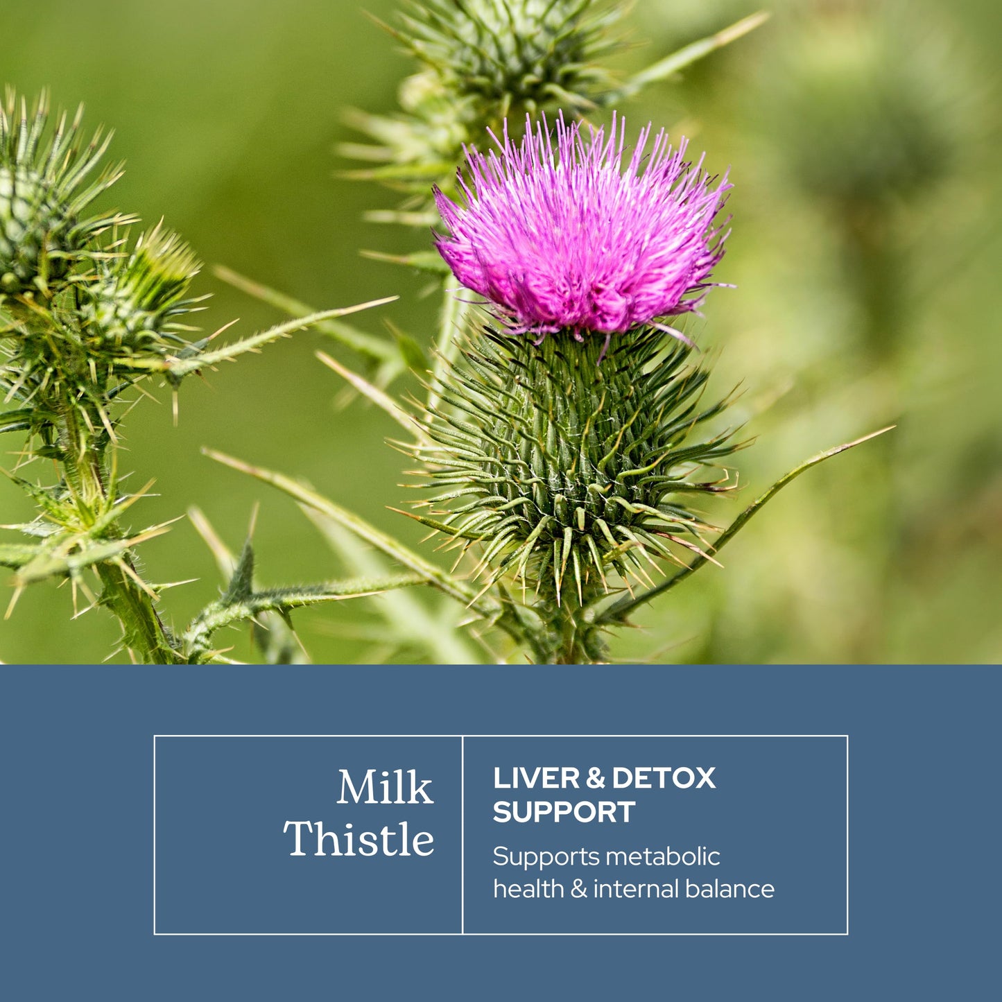 ECLECTIC INSTITUTE Milk Thistle Supplement Capsule 240 Capsules