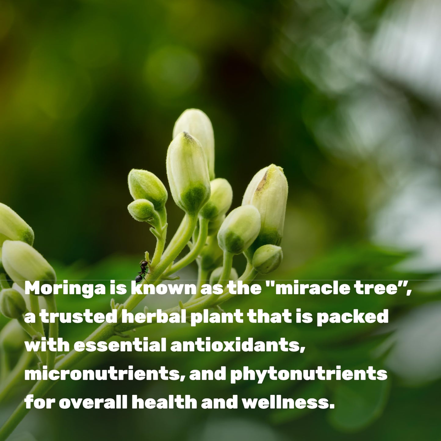 DEAL SUPPLEMENT Moringa Capsules Capsule 240 Capsules