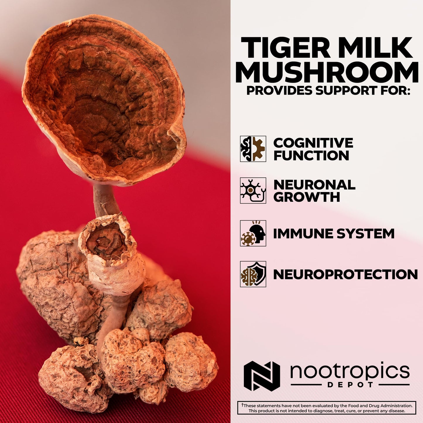Nootropics Depot Tiger Milk Mushroom 60 Capsules