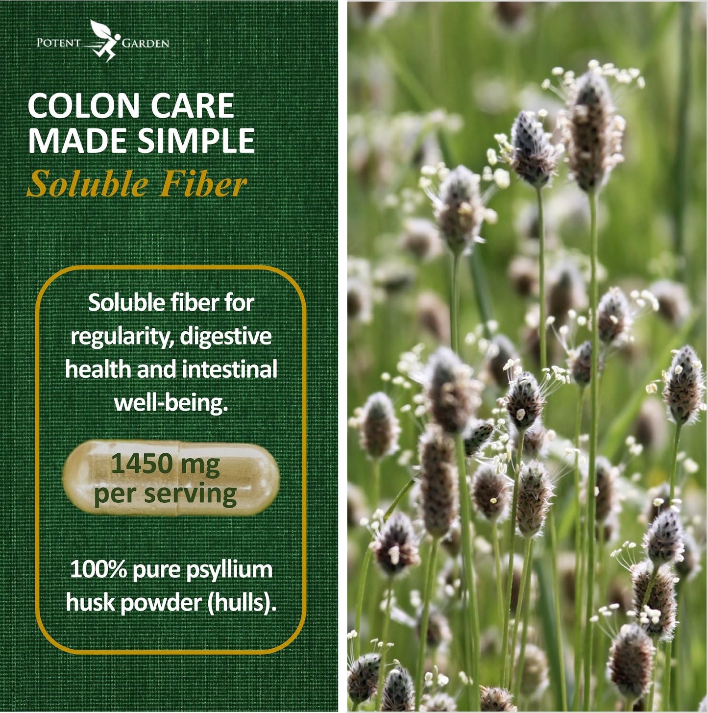Potent Garden Psyllium Husk Capsules, 240 Capsules