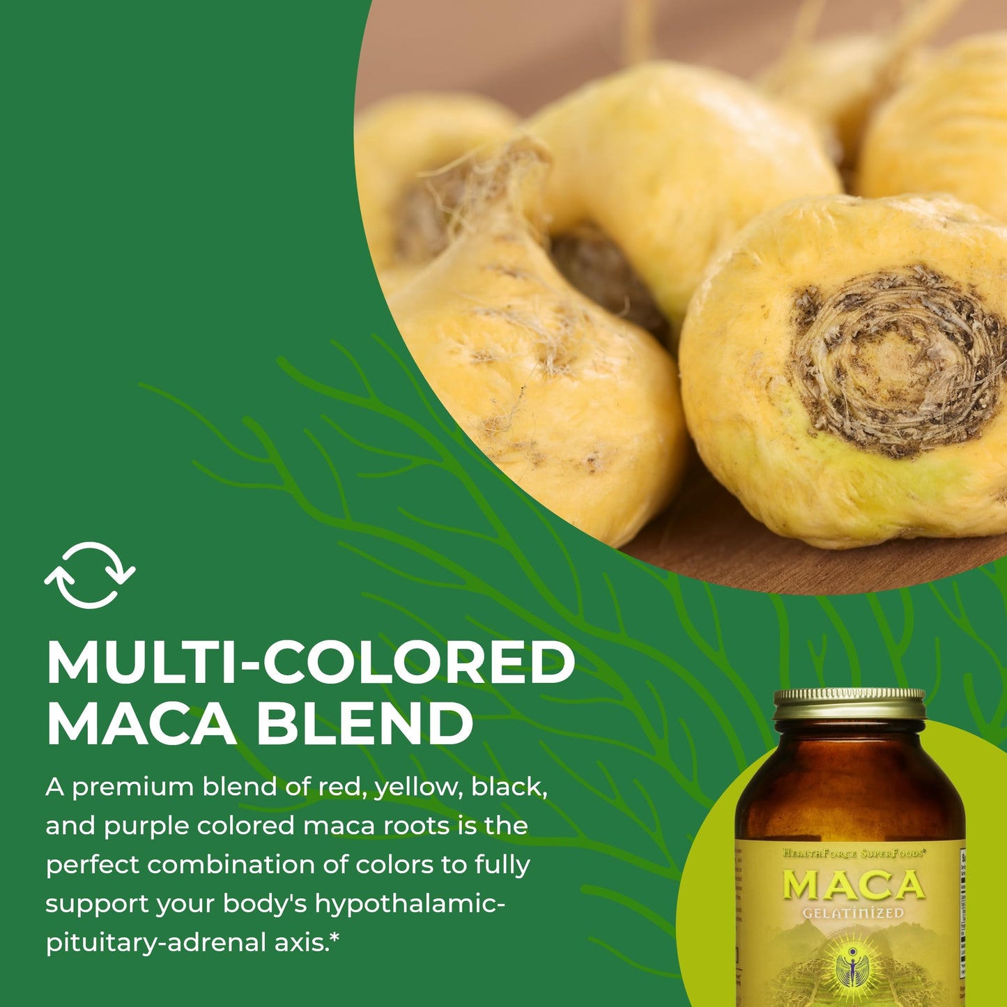 HEALTHFORCE SUPERFOODS Gelatinized Maca Powder, 8 Oz