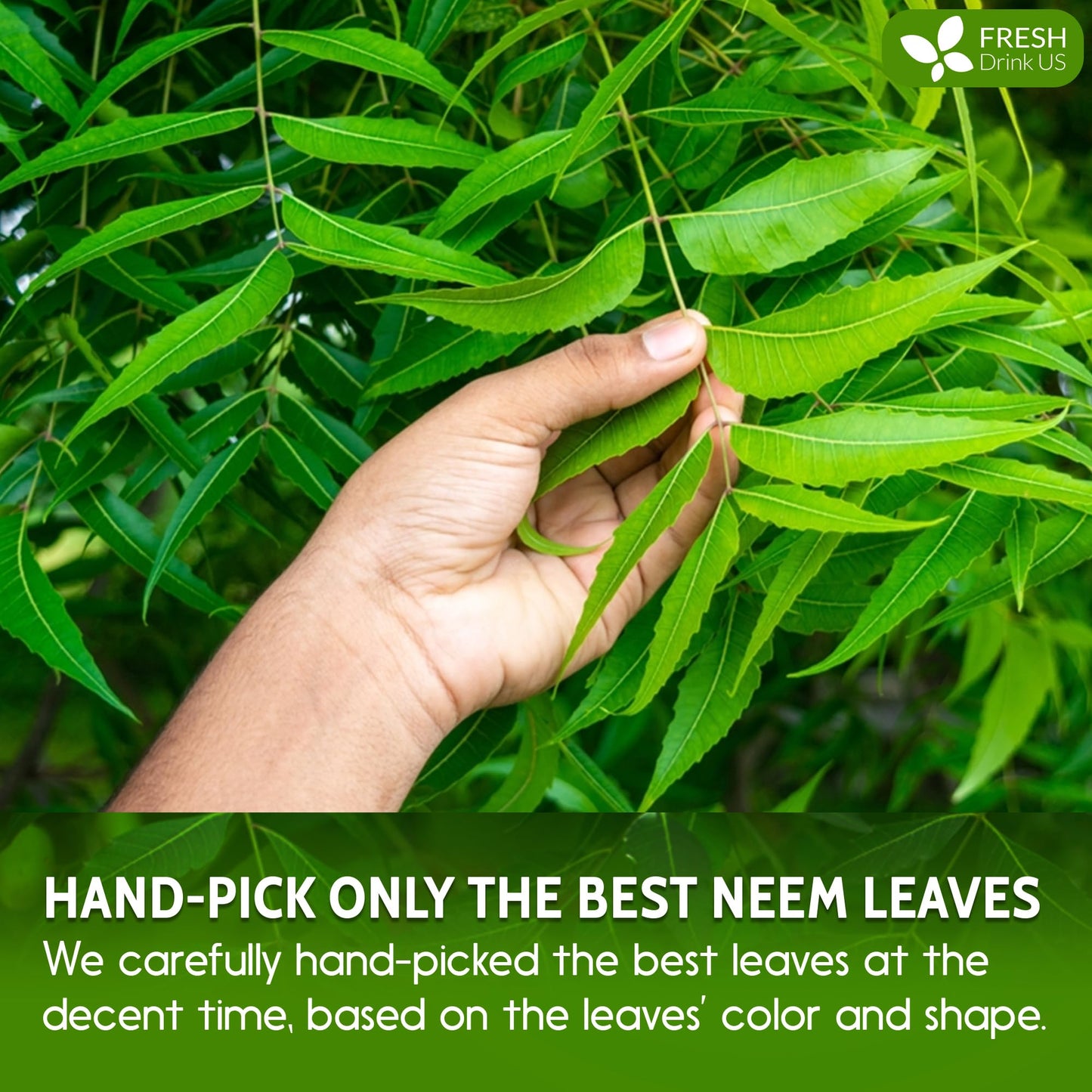 FreshDrinkUS Neem Leaf Powder 6 oz