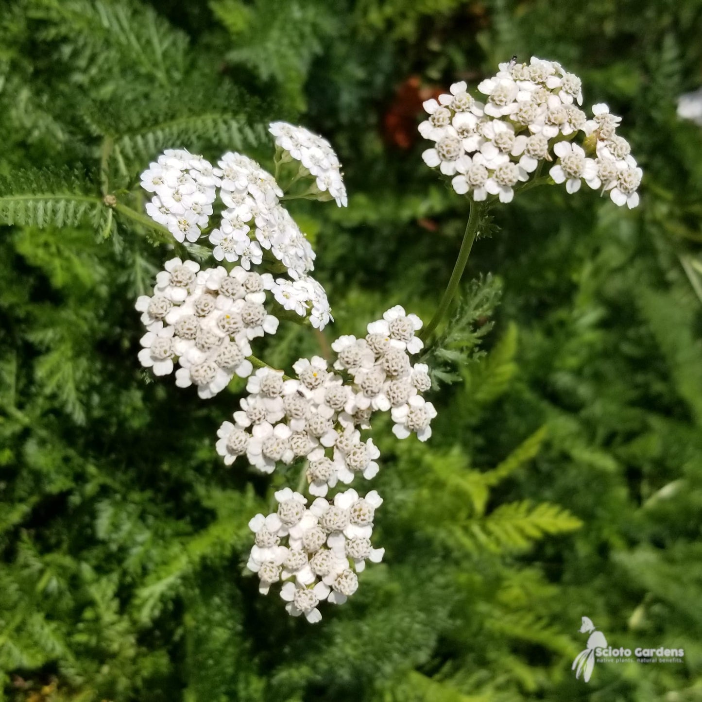 Raven Moon Emporium Yarrow Powder 1