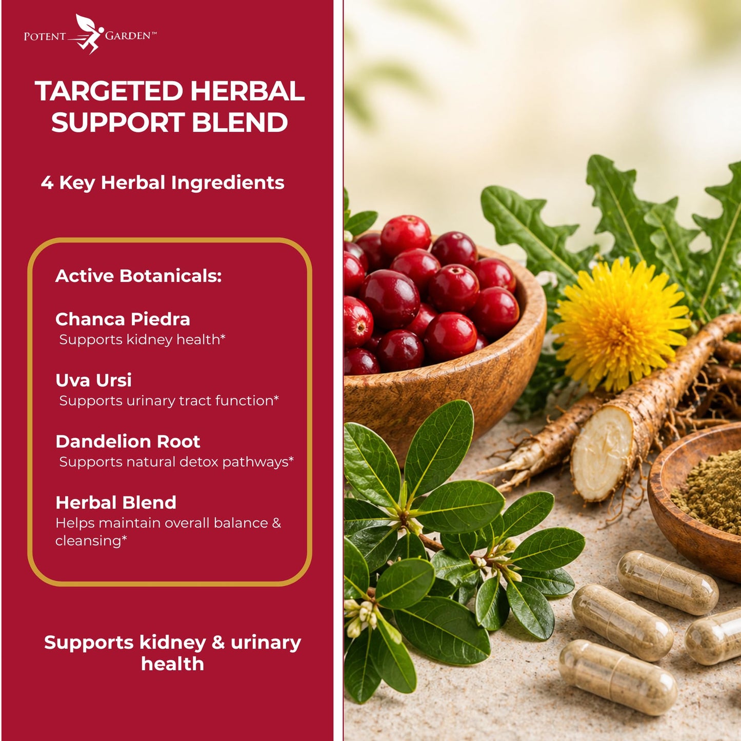 Potent Garden Kidney Cleanse Detox & Repair with Chanca Piedra & Uva Ursi – Advanced Kidney Support Supplement for Healthy Kidney Function, Urinary Tract & Bladder Wellness, 60 Capsules