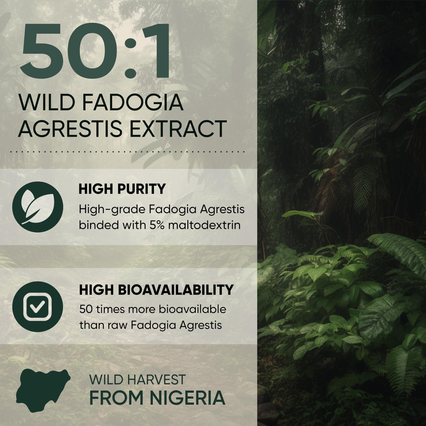 Jungle Powders Men's Health Bundle: Fadogia Agrestis Extract Powder (5 oz) & Freeze-Dried Kiwi Fruit Powder (5 oz)