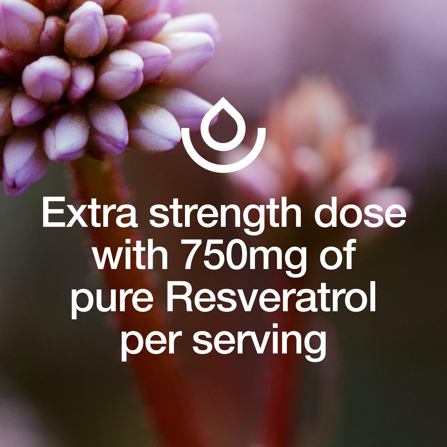 Fresh Nutrition Resveratrol Supplement - Trans-resveratrol Extra Strength 750mg - Natural, Pure and Potent Polyphenols Supplement Capsules 180