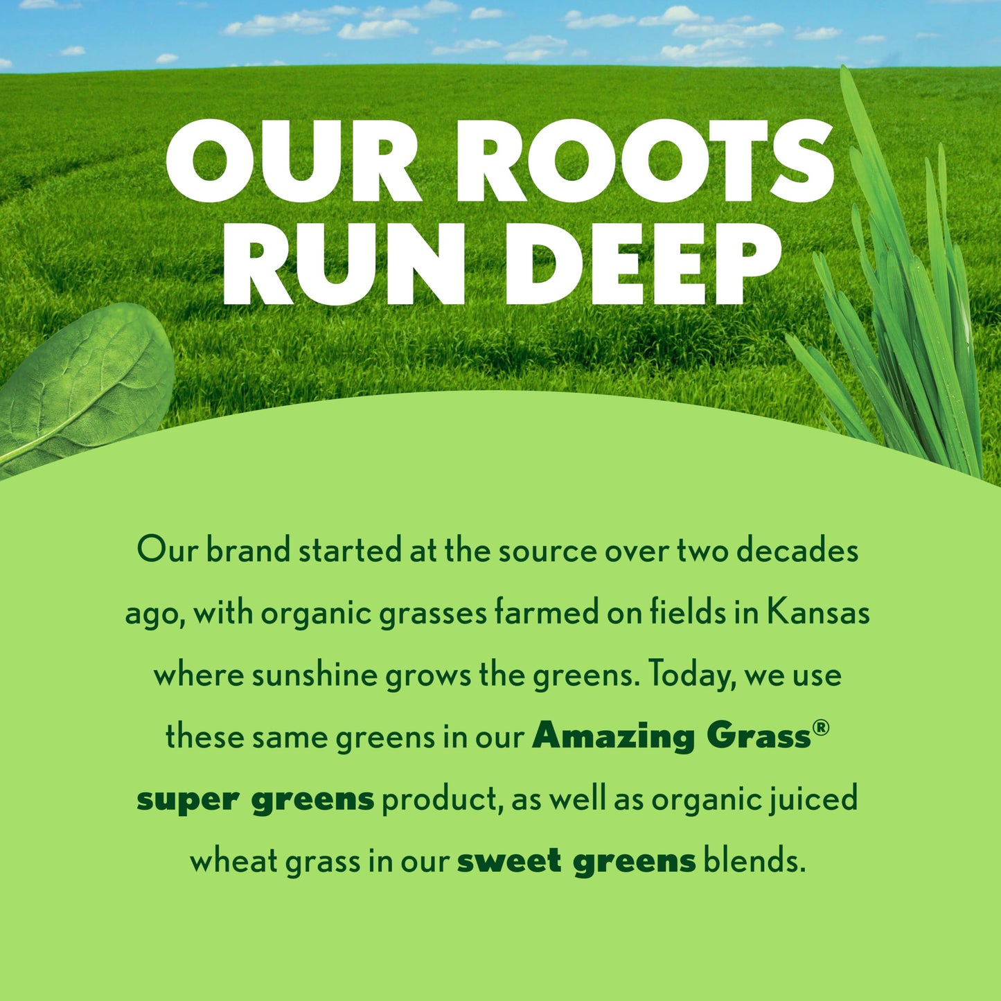 Amazing Grass Super Greens Capsules Organic Greens, 150 Capsules