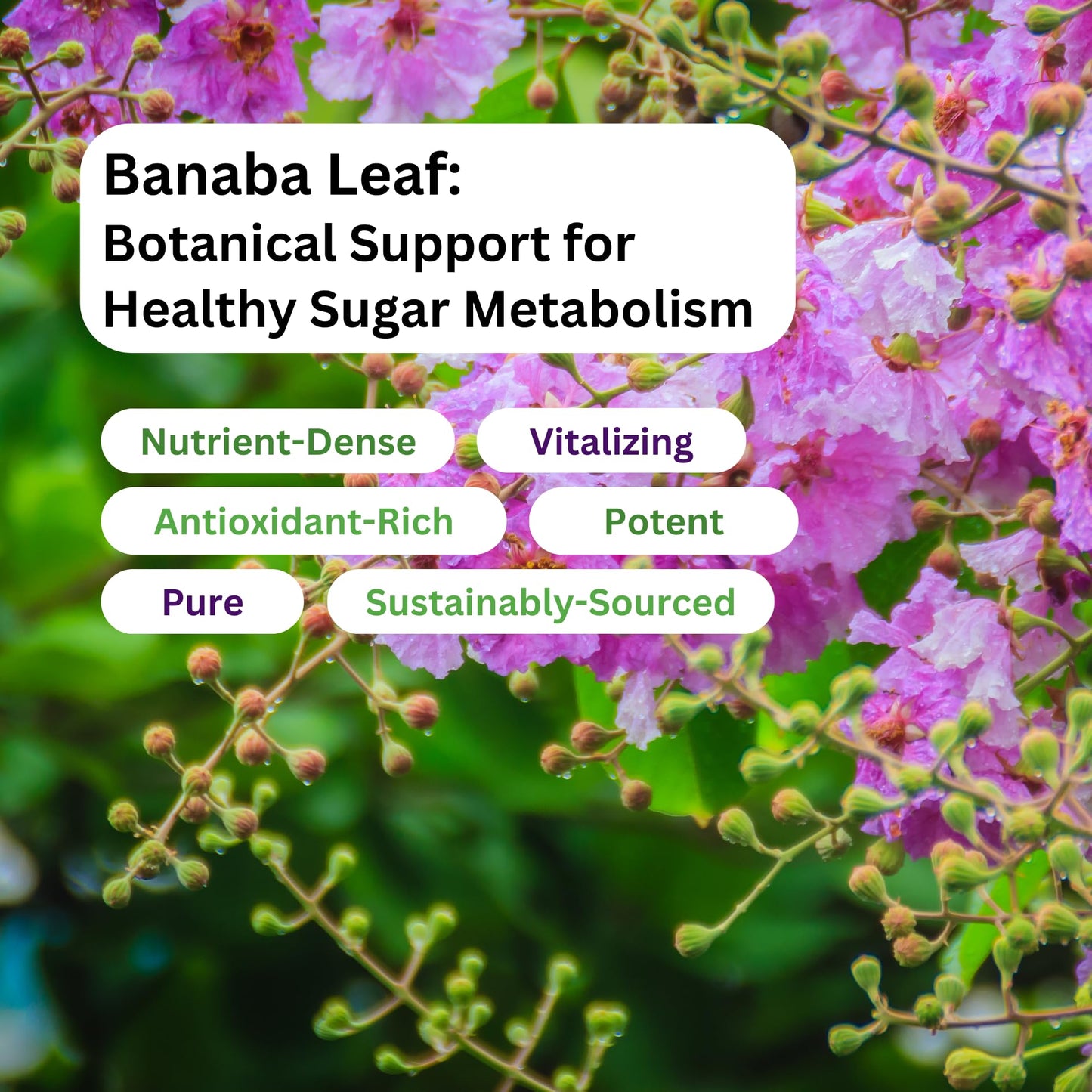 Paradise Herbs Banaba Leaf 12:1 Extract 250 mg Vegan Capsules, 60 Count