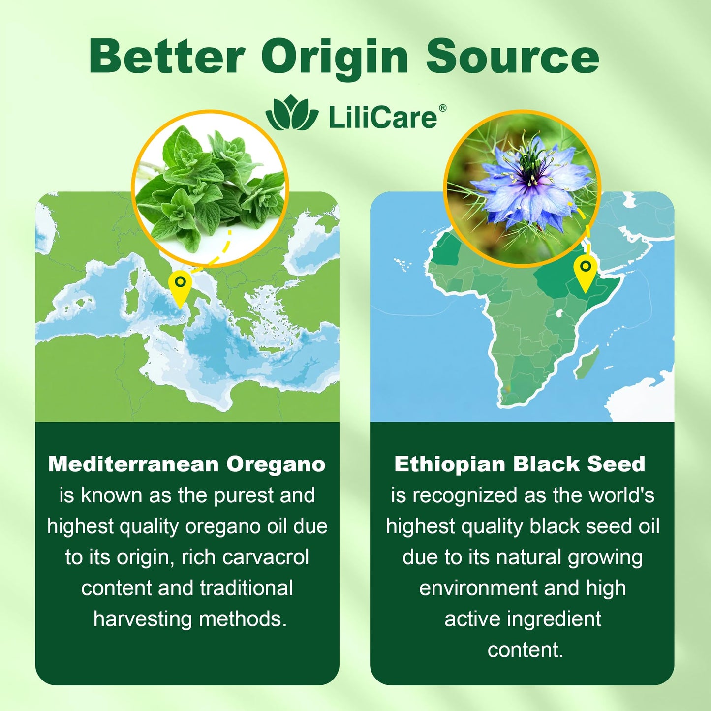 LILICARE Oil of Oregano with Black Seed Oil Gummies, 60 Count