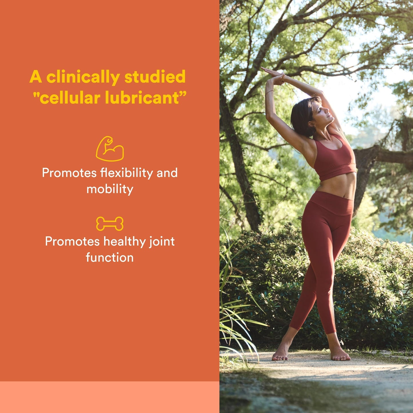 Natural Factors Celadrin Joint Health Softgels 180