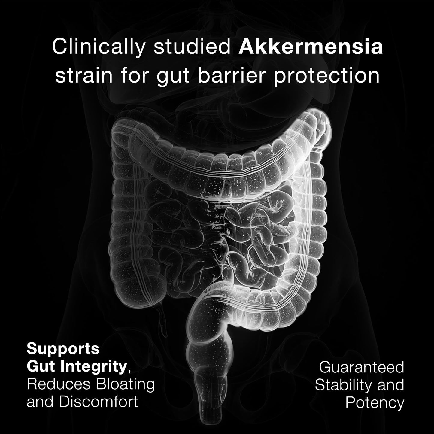 Toniiq Akkermansia Probiotic Capsule 60 Count