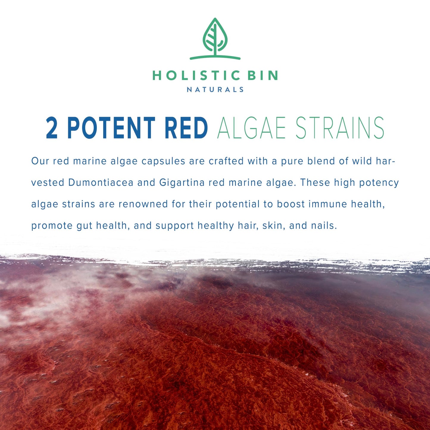 Holistic Bin Red Marine Algae Capsules Gigartina and Dumontiacea Red Algae Supplements, 40 Capsules