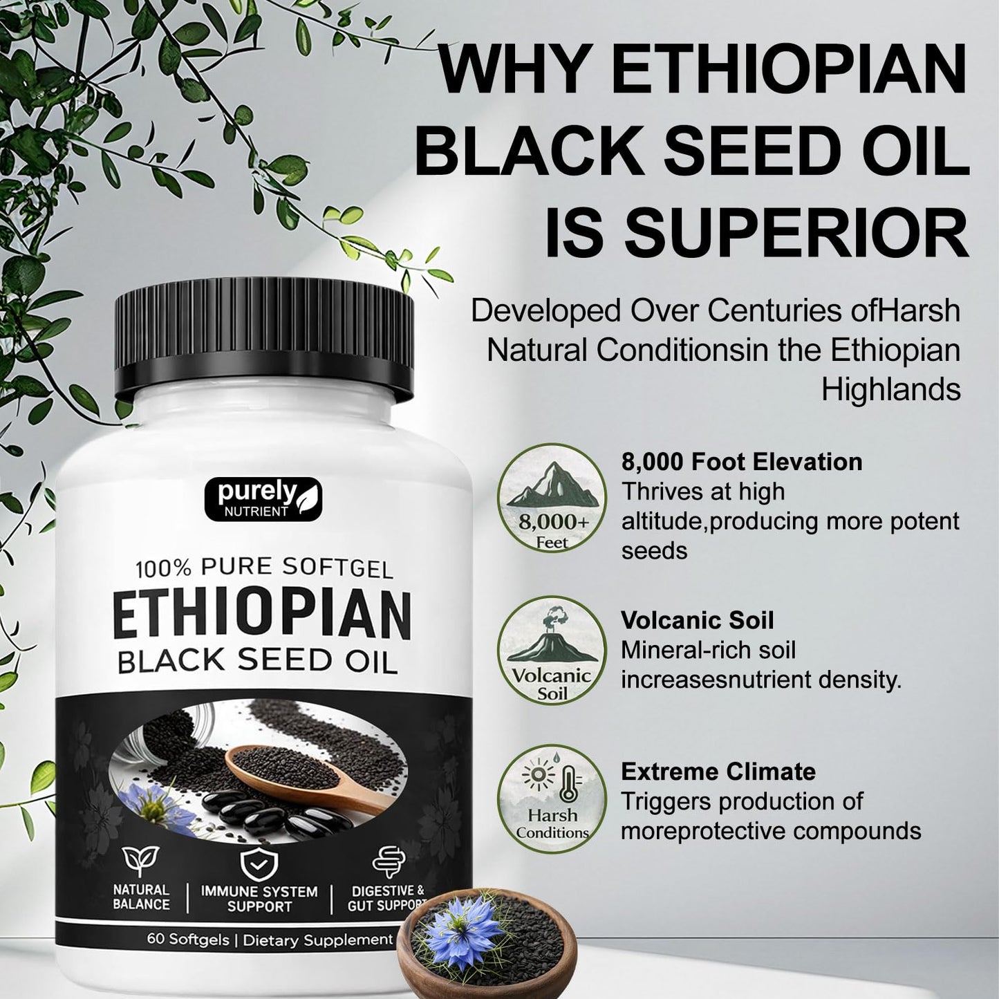 TLOPA Purely Nutrient Ethiopian Black Seed Oil Capsules, 60 Capsules