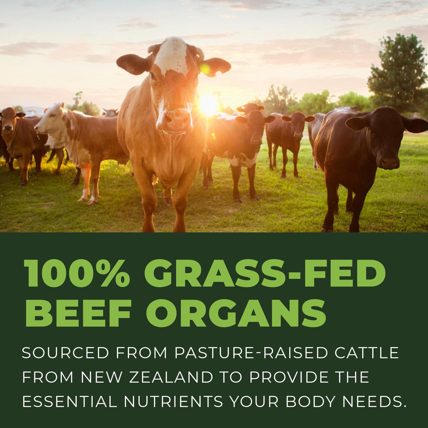 Left Coast Performance Beef Organ Supplement Capsules 180 Count, 7-Organ Complex from New Zealand, Grass Fed, Non-GMO, No Fillers, Hormone & Antibiotic Free, Carnivore Diet
