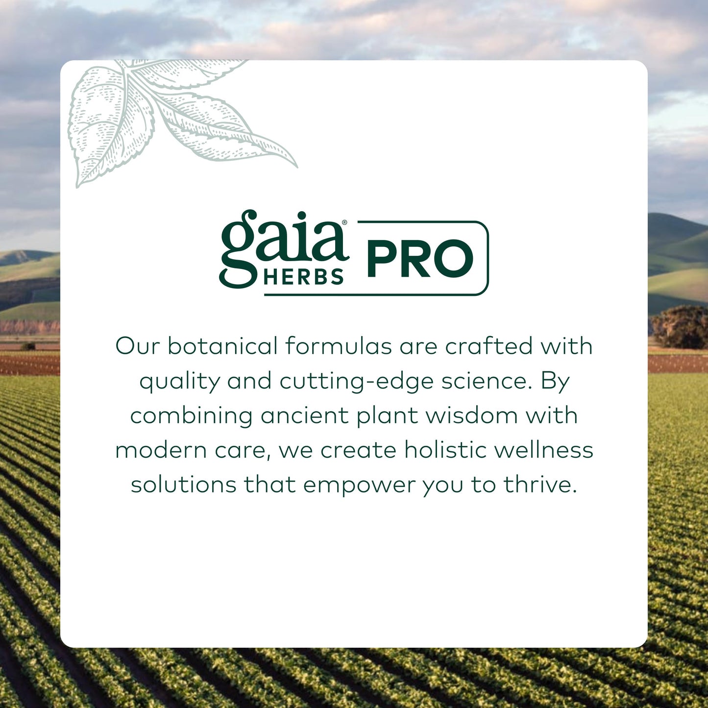 Gaia Herbs PRO Lion's Mane Gummies 90 Count