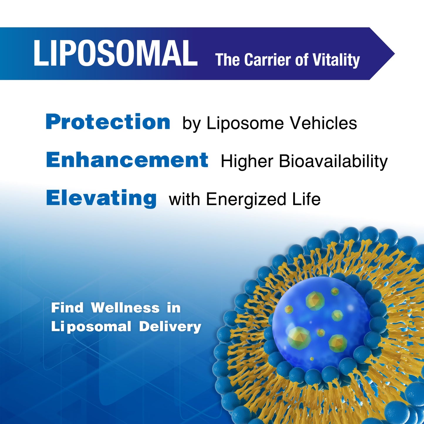 LOVITA Liposomal NR (Nicotinamide Riboside) 1000 mg with Quercetin & Trans-Resveratrol, Vegan Enteric-Coated Capsules, 100 Capsules