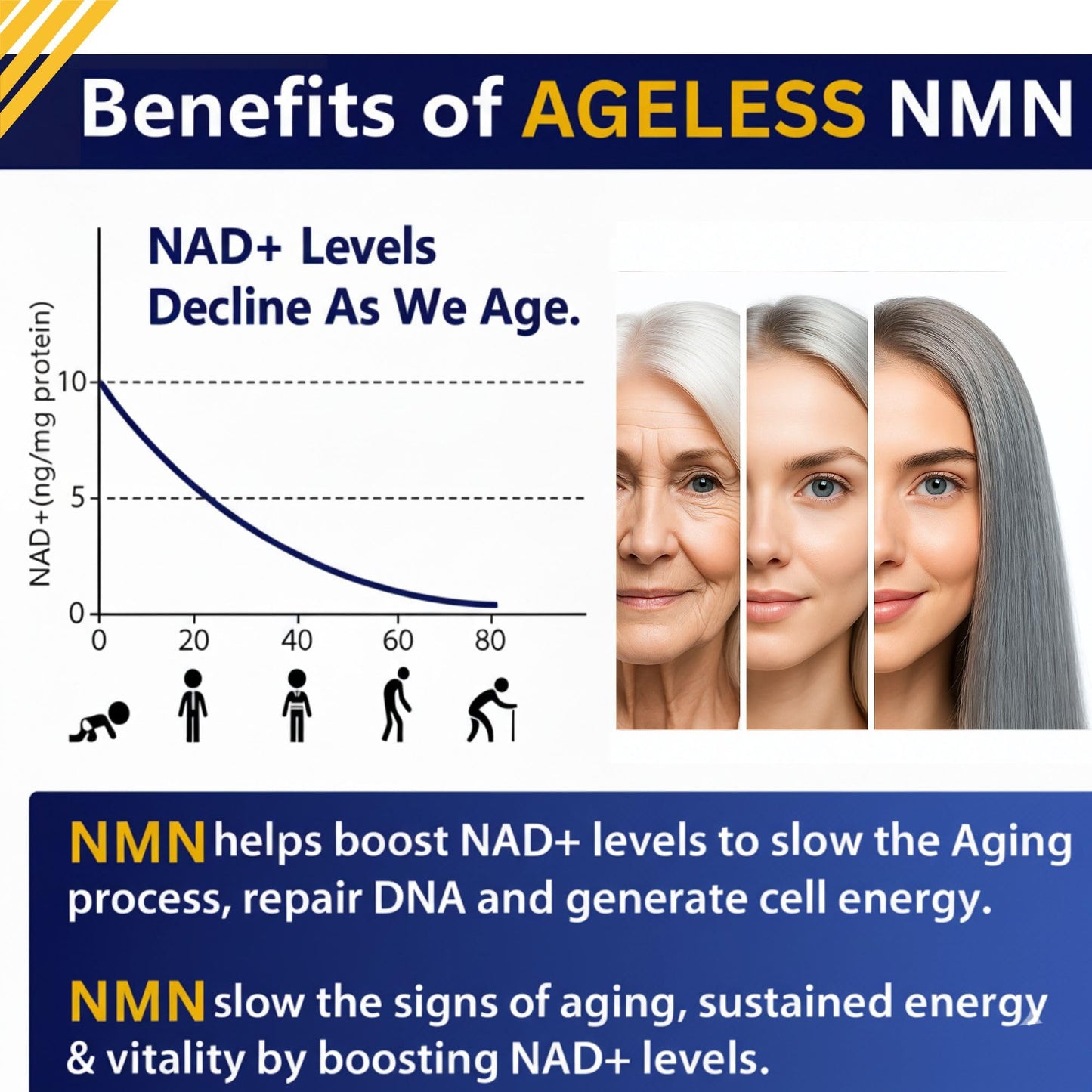 Ageless Foundation Laboratories NMN Supplement 500mg For Women & Men, Capsule, 90 Capsules